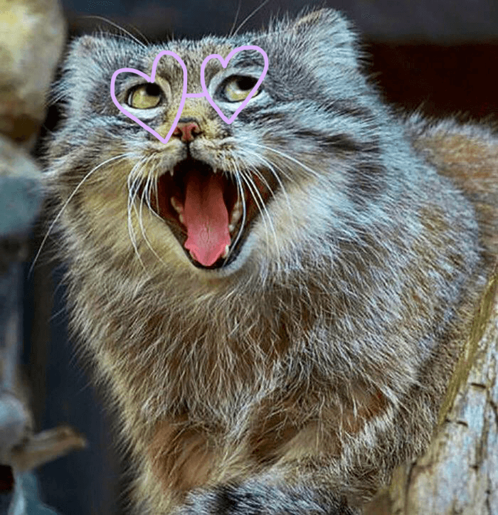 Eine süße Manulkatze