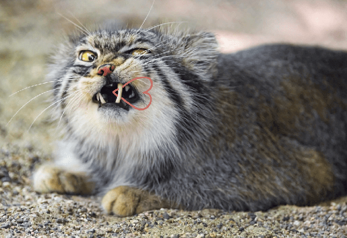 Noch eine süße Manulkatze.